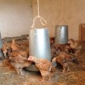 “Mis pollos no están hechos para alimentar este sistema, sino para combatirlo”