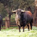 Olvídese de Tordesillas: España tendrá safaris taurinos