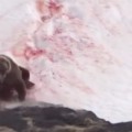 La (espeluznante) secuencia de la muerte de un oso a tiros