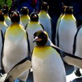La Linux Foundation reimpulsa el kernel Real-Time Linux con el apoyo de Google, Intel e IBM