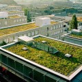 Por ley los techos en Francia deberán estar cubiertos de plantas o paneles solares