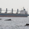 Escuchar la migración de las ballenas revela un mar de contaminación acústica (ING)