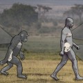 Los chimpancés caminan de forma similar a los humanos