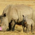 Tener el cuerno rosa puede salvar a un rinoceronte