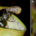 La impresionante habilidad de las plantas carnívoras para atrapar hormigas