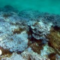 Alerta mundial por la degradación de los corales por el calentamiento global