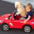 Perro conduciendo llevando a niño