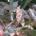 Una sentencia de la Audiencia Nacional confirma la peligrosidad de una especie de eucalipto en Asturias