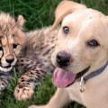 La entrañable amistad entre un guepardo y un perro rescatado