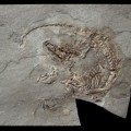 Descubierto el primer mamífero  prehistórico con pelo