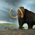 Los mamuts se extinguieron por culpa de la caza humana