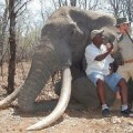 Un cazador alemán mata a uno de los elefantes más grandes de África