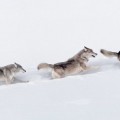 Fascinantes fotografías de lobos