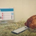 Una gallina es la encargada del Twitter de un restaurante