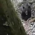 Un cazador se encuentra 'cara a cara' con un oso en Palacios del Sil, León