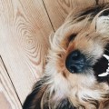 ¿Qué quiere decir tu perro cuando sonríe, bosteza o te mira fijamente?