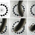 Las anguilas usan sus descargas eléctricas para 'ver' a sus presas