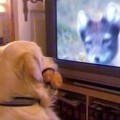 ¿Los perros pueden "ver" la televisión? [Eng]