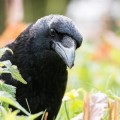 ¿Por qué afecta a los cuervos la muerte de sus congéneres?