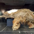 Hallan dos cachorros de león de las cavernas de 10000 años de antigüedad en Yakutia [ENG]