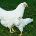 Los pollos están evolucionando 15 veces más rápido de lo esperado (ING)