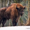 El bisonte reconquista Europa