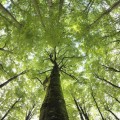 El árbol más viejo del Reino Unido cambia de sexo