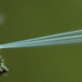 La araña que dispara telarañas de hasta 25 metros (Vídeo, EN)