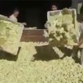 El video con el sacrificio de 9 millones de pollitos que impresiona a los argentinos