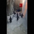 Un grupo de pingüinos intenta darse a la fuga en un zoo de Dinamarca
