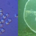 Una medusa parásita  revoluciona el concepto de qué es un animal