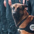 Diesel, la perrita policial que murió en el operativo antiterrorista en Saint Denis
