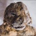 Descubiertos Cachorros de "León de las Cavernas" de 12.000 años de antigüedad perfectamente conservados