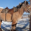 El secreto del caballo que vive a 70 grados bajo cero