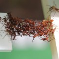 Hormigas crean puentes móviles con sus propios cuerpos