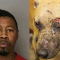 Juez condena a 20 años de prisión a maltratador de perros utilizados para peleas