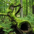 Bialoweza, el último gran bosque virgen de Europa