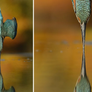Después de 6 años y 720.000 intentos, consiguió la foto perfecta del martín pescador [eng]