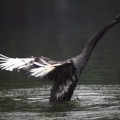 Los cisnes negros, eventos que podrían cambiarlo todo en el mundo tecnológico