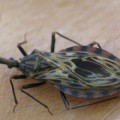Alertan sobre insecto mortífero en la Florida