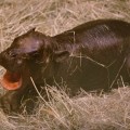 Hipopótamo enano nacido en el zoológico de San Diego