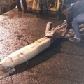 Capturan un calamar gigante de 150 kilos y 10 metros en aguas de Asturias