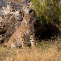 Muestras de ADN confirman la presencia del lince ibérico en Madrid