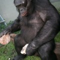 Observan bonobos por primera vez usando herramientas preagrícolas