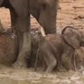 Elefantes sacando del agua a un elefantillo