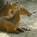 El Zoo de Barcelona acaba de matar una cría de nilgo sana, dos días después de nacer