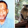 Monos matan a pedradas a un sacerdote en la India [En]