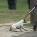 Dueño de pitbull acusado de homicidio imprudente por un ataque de su perro con final trágico [ENG]