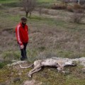Un cazador que mató a dos galgos encañona a su dueño antes de desaparecer