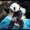 Tenemos que hablar sobre este extraño vídeo de pandas [EN]